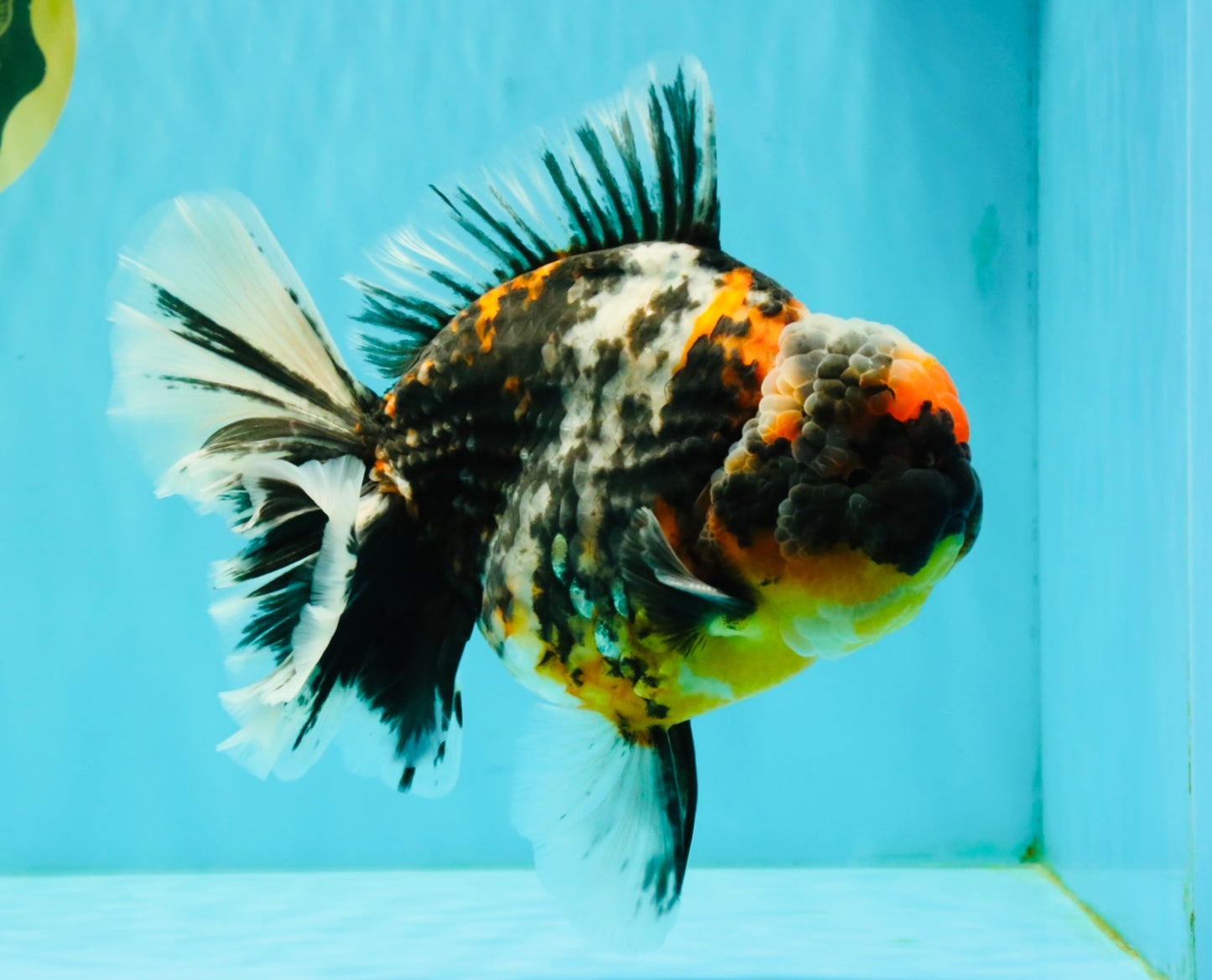 SPECIAL AAA Grade Special Kirin Oranda Male 7-7.5 inches #070326OR_04