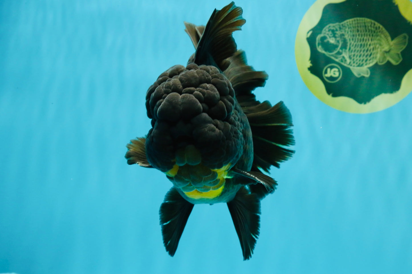 BULLDOG A Grade Godzilla Black Oranda 6.5 inches #022726OR_13