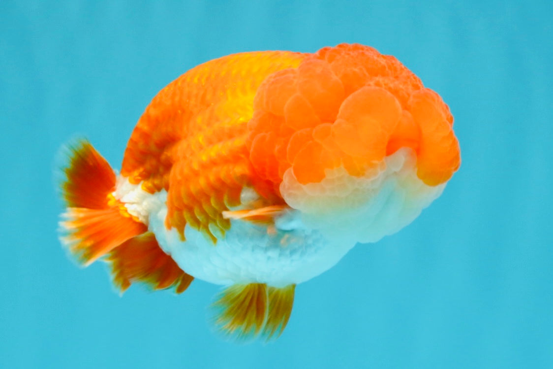 A Grade Dragon Head Red White LionQueen 4 inches #022726LC_26