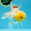 AAA Grade Lemonhead Oranda Male 5 inches #080125OR_20