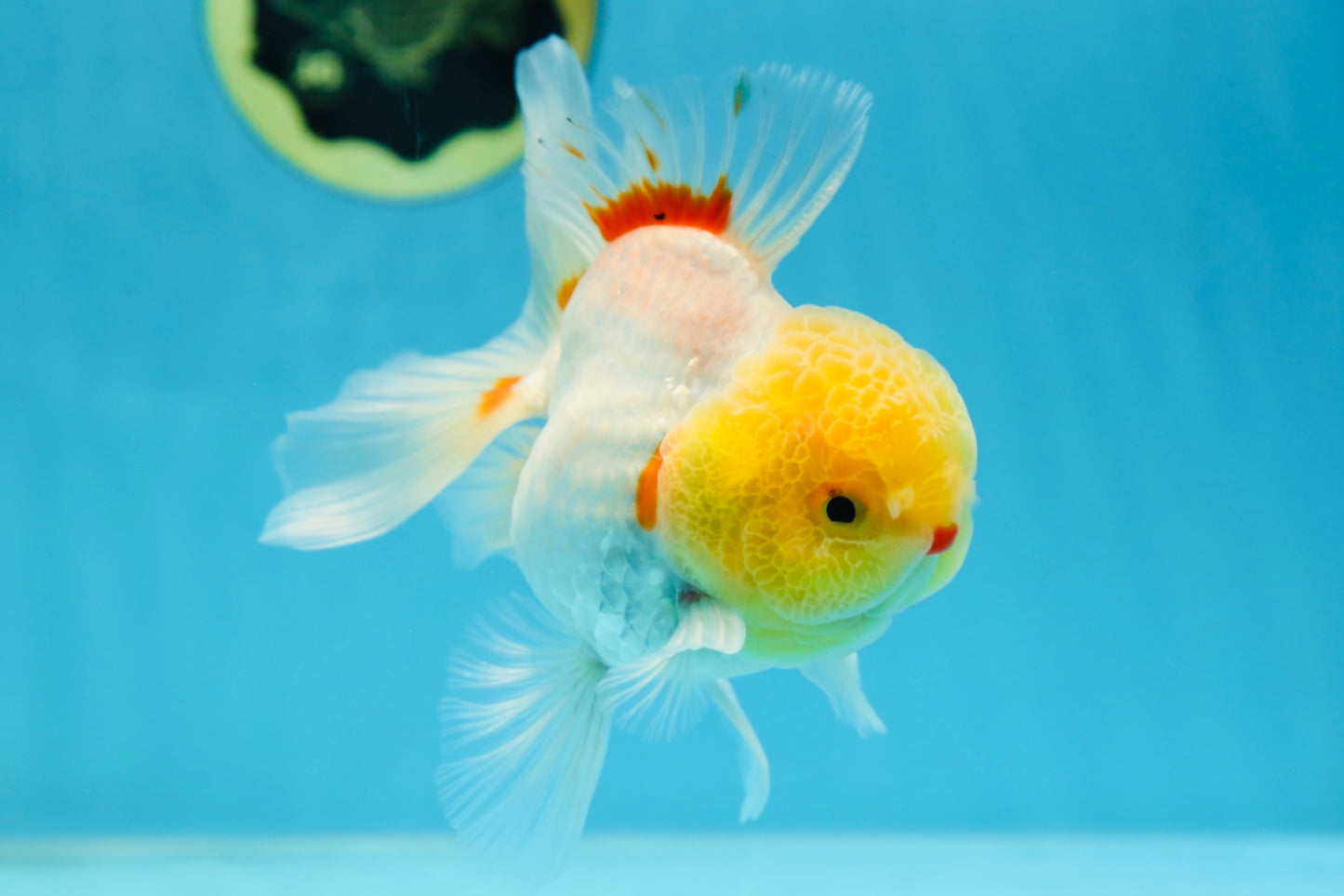 AAA Grade Lemonhead Oranda Male 5 inches #080125OR_20