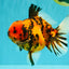 CHARLIE AAA Grade Beautiful Tiger Oranda Male 6-6.5 inches #061926OR_17