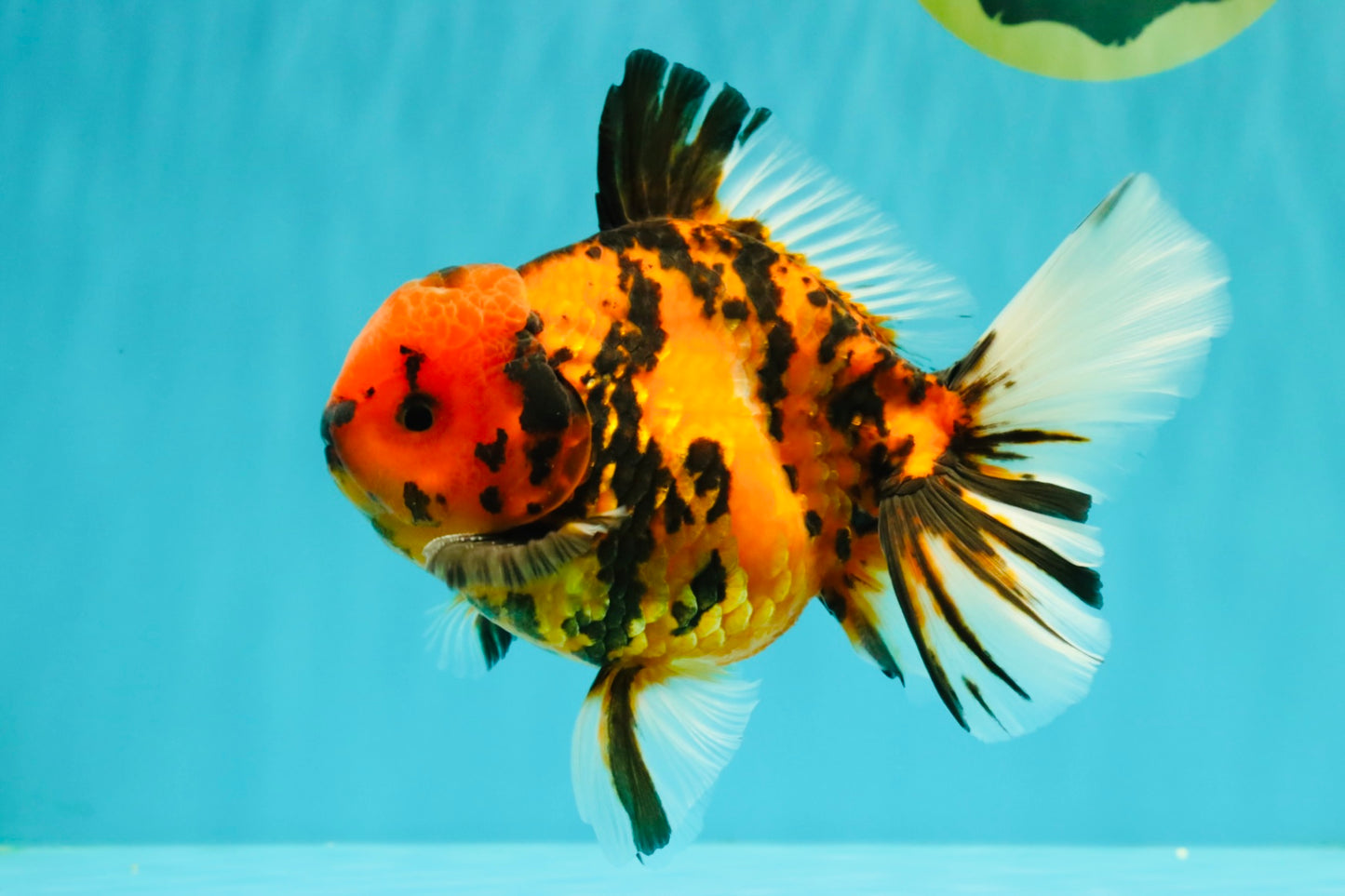 CHARLIE AAA Grade Beautiful Tiger Oranda Male 6-6.5 inches #061926OR_17