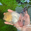 A Grade Lemonhead Panda Oranda Female 5.5 inches #1004OR_34