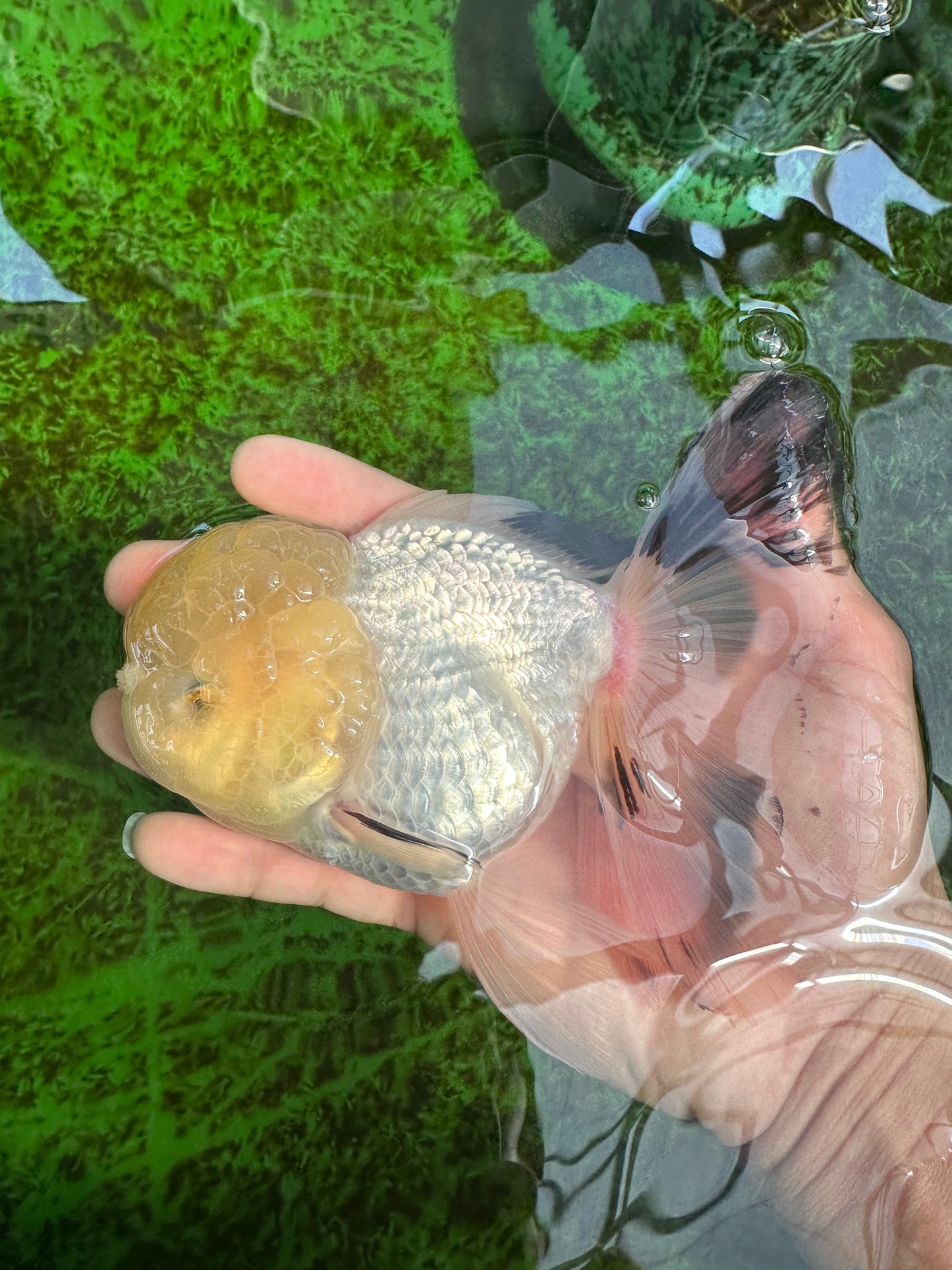 A Grade Lemonhead Panda Oranda Female 5.5 inches #1004OR_34