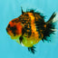 AAA Grade Tiger Yuanbao Male 4.5 inches #061926YB_37
