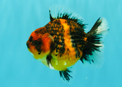 AAA Grade Tiger Yuanbao Male 4.5 inches #061926YB_37