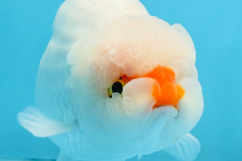 A Grade Red White LionKing 5-5.5 inches #112125LC_03