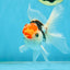 A Grade Young Tricolor Oranda Male 4.5 inches #061325_05