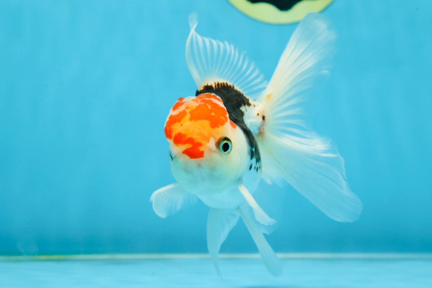 A Grade Young Tricolor Oranda Male 4.5 inches #061325_05
