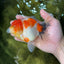 AAA Grade Sakura Oranda Female 5 inches #050925OR_47
