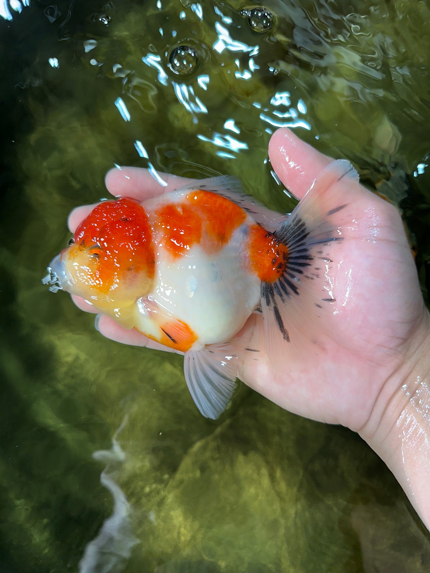 AAA Grade Sakura Oranda Female 5 inches #050925OR_47