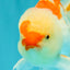A Grade Red White Oranda Male 5.5-6 inches #082126OR_04