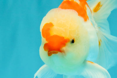 A Grade Red White Oranda Male 5.5-6 inches #082126OR_04