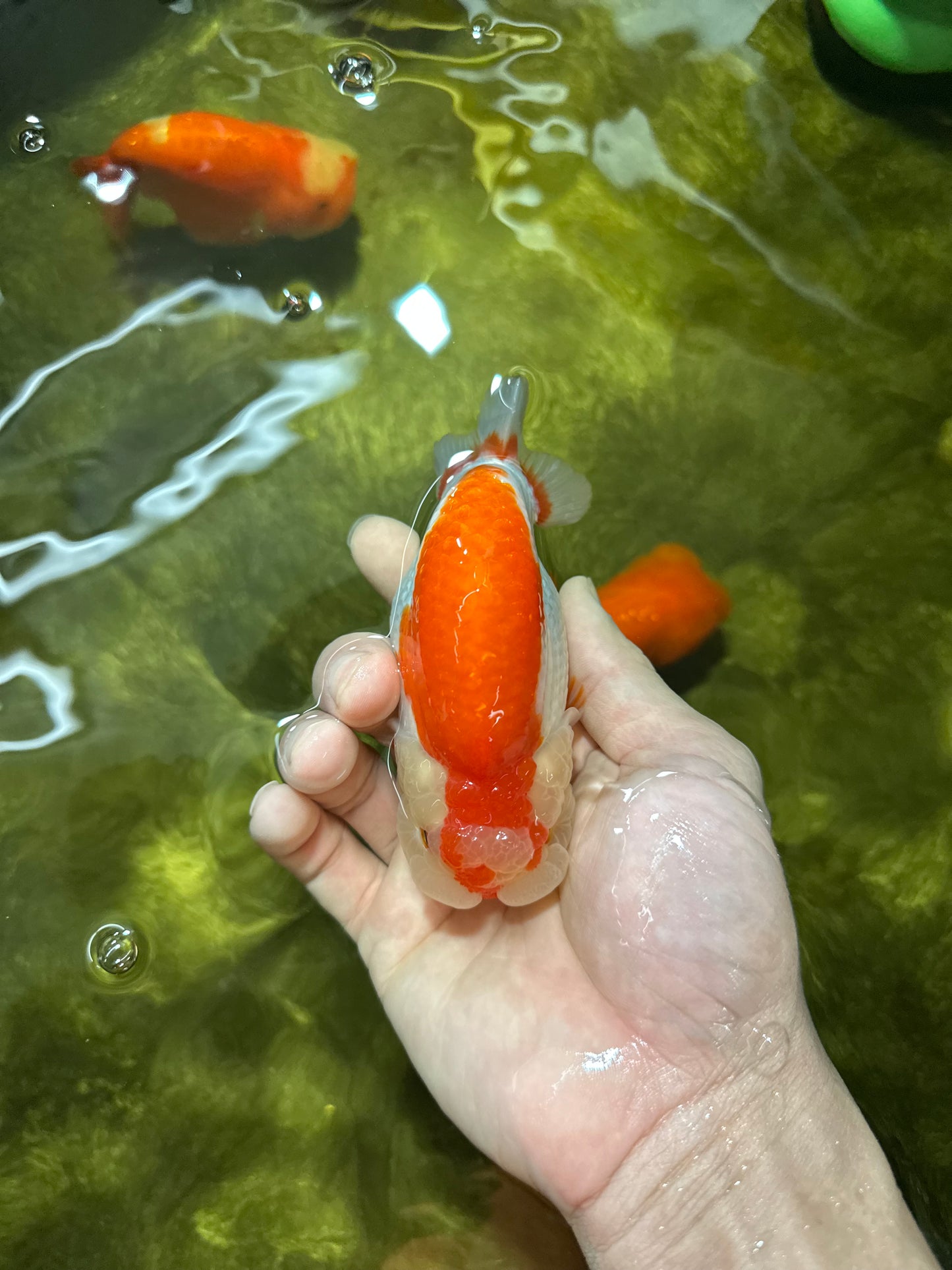 CHEEKY AAA Grade Super Cute Red White LionKing 4.5 inches #041825LC_05