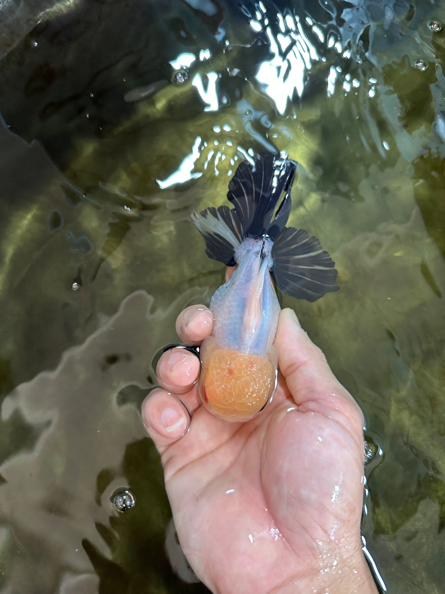 Panda Oranda Male 5 inches #091225OR_23