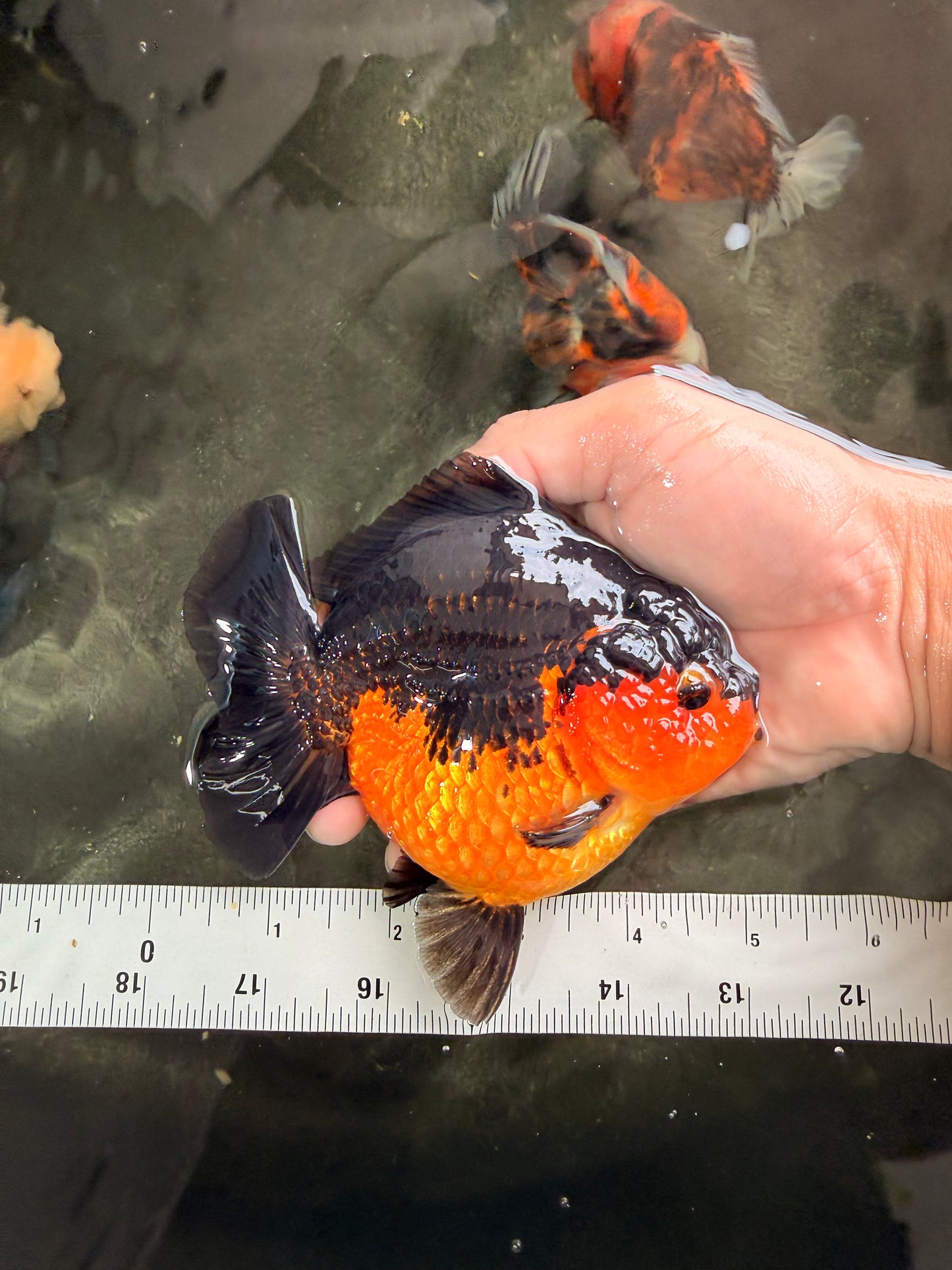 SUPER CUTE AAA Grade Apache Yuanbao Female 5 inches #062626YB_14