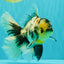 AAA Grade Long Tail White Marble Oranda Male 6.5-7 inches #062626OR_29