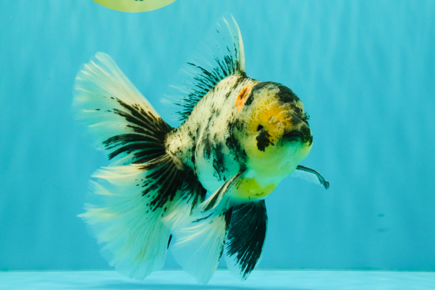 AAA Grade Long Tail White Marble Oranda Male 6.5-7 inches #062626OR_29