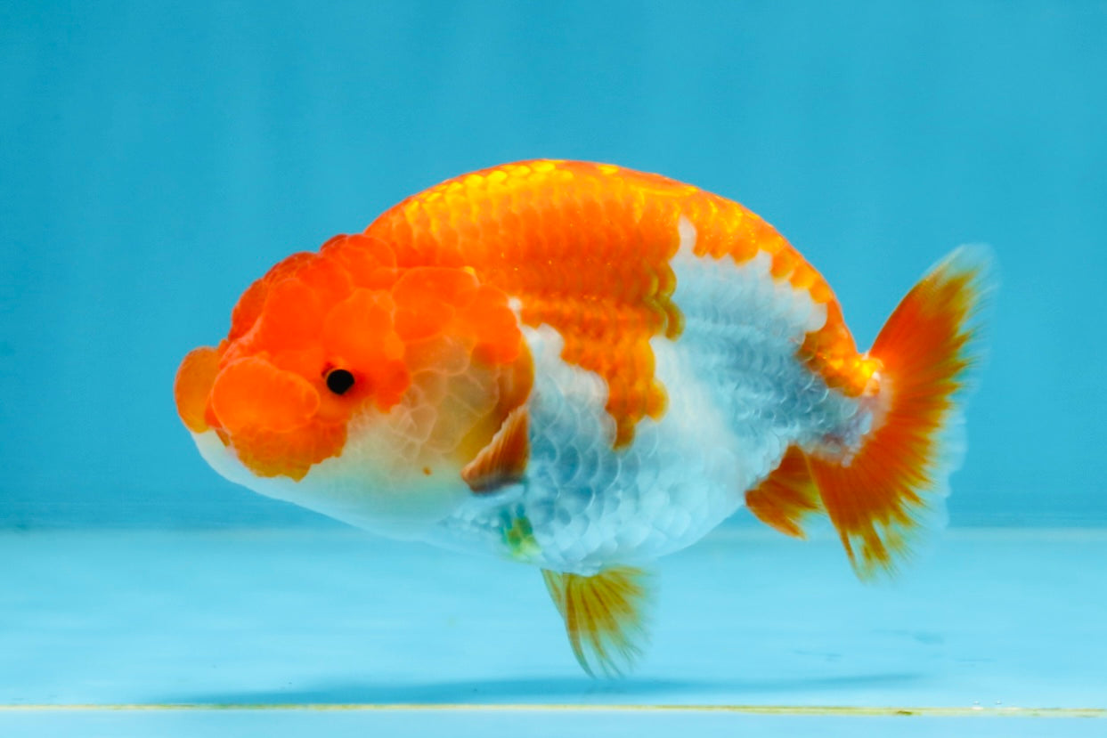 AAA Grade Red White LionQueen 4 inches #101725LC_08