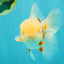 BEAUTY A  Grade Red White Oranda Male 6 inches #082126OR_08