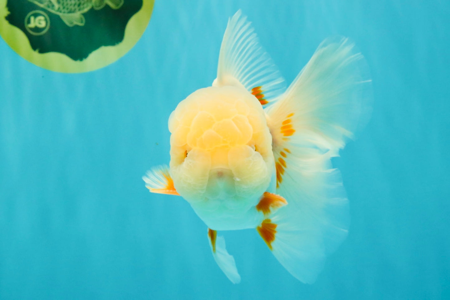 BEAUTY A  Grade Red White Oranda Male 6 inches #082126OR_08
