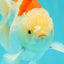 AAA Grade Giant Generation Orange White Oranda Male 6-6.5 inches #102524OR_06