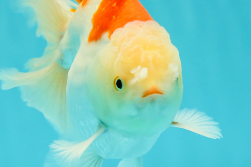 AAA Grade Giant Generation Orange White Oranda Male 6-6.5 inches #102524OR_06