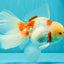 CHICKIE Red White Oranda Male 6.5 inches #080726OR_09
