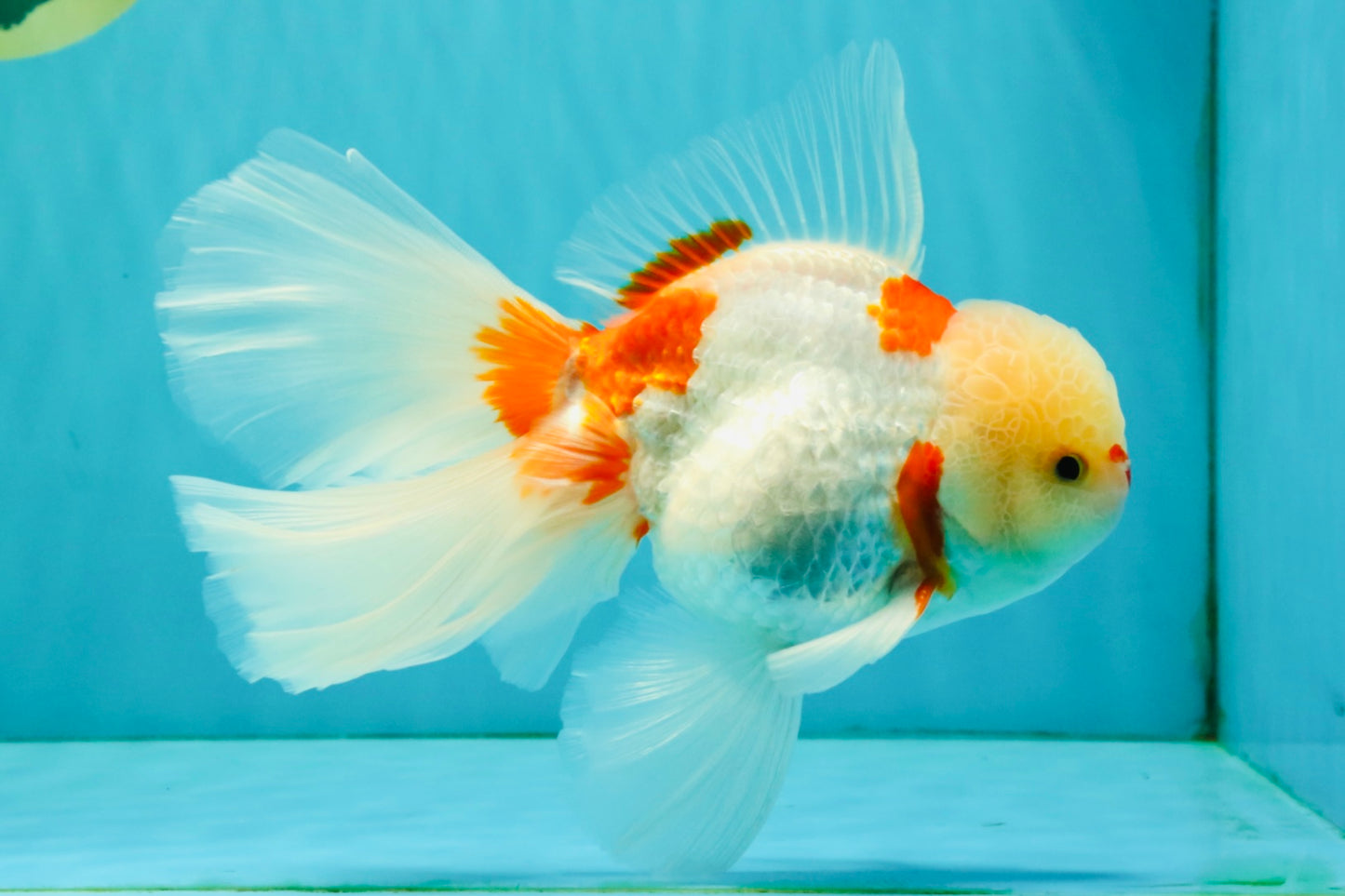 CHICKIE Red White Oranda Male 6.5 inches #080726OR_09