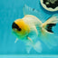 AAA Grade Panda Lemonhead Button Eyes Oranda Male 5.5 inches #110824OR_14