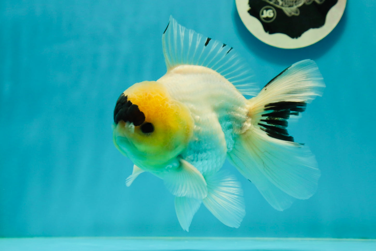 AAA Grade Panda Lemonhead Button Eyes Oranda Male 5.5 inches #110824OR_14