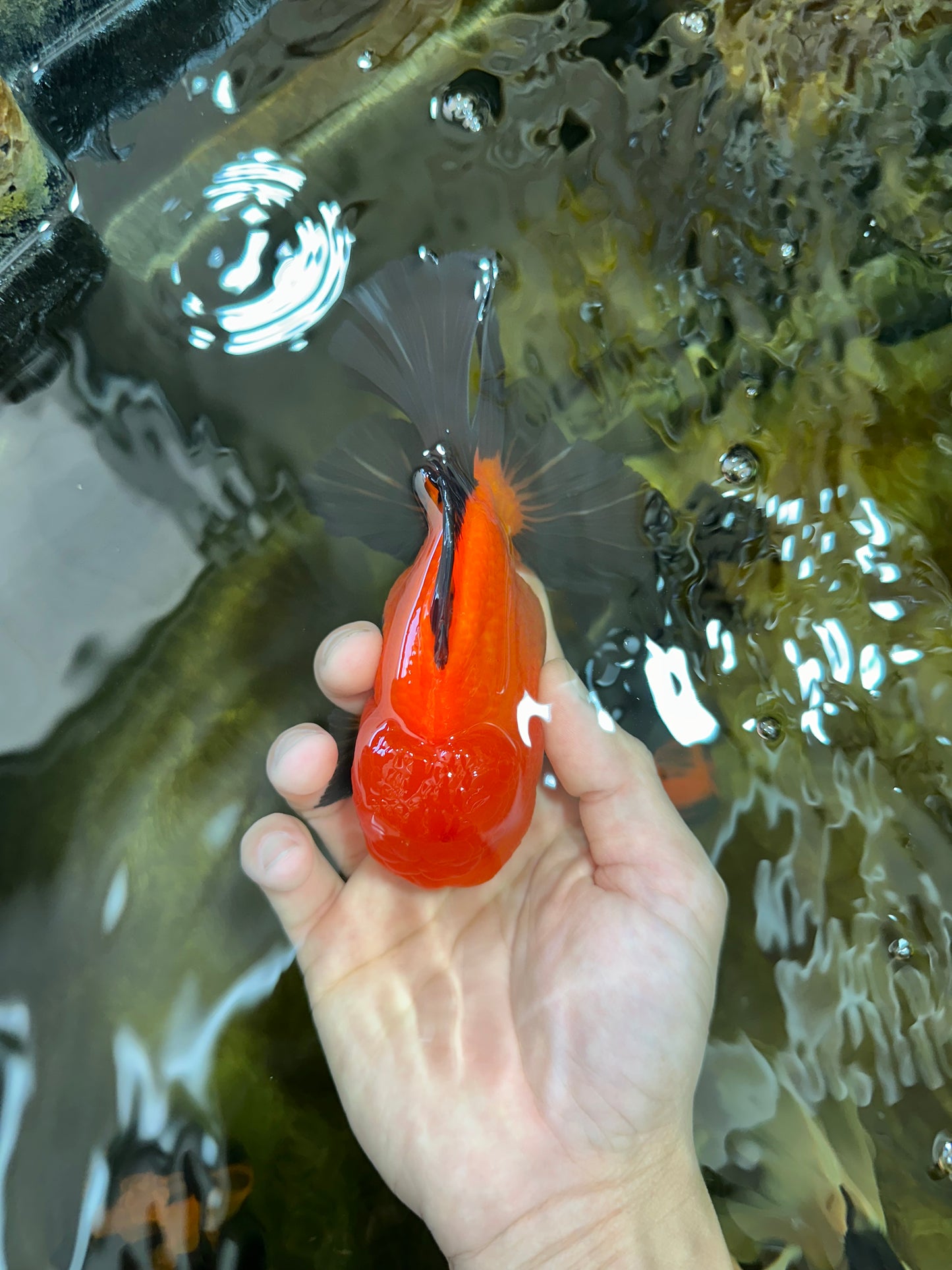 AAA Grade Godzilla Apache Oranda Male 5.5 inches #052325OR_01