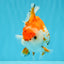 A Grade Red White Oranda Male 5.5-6 inches #040326OR_13