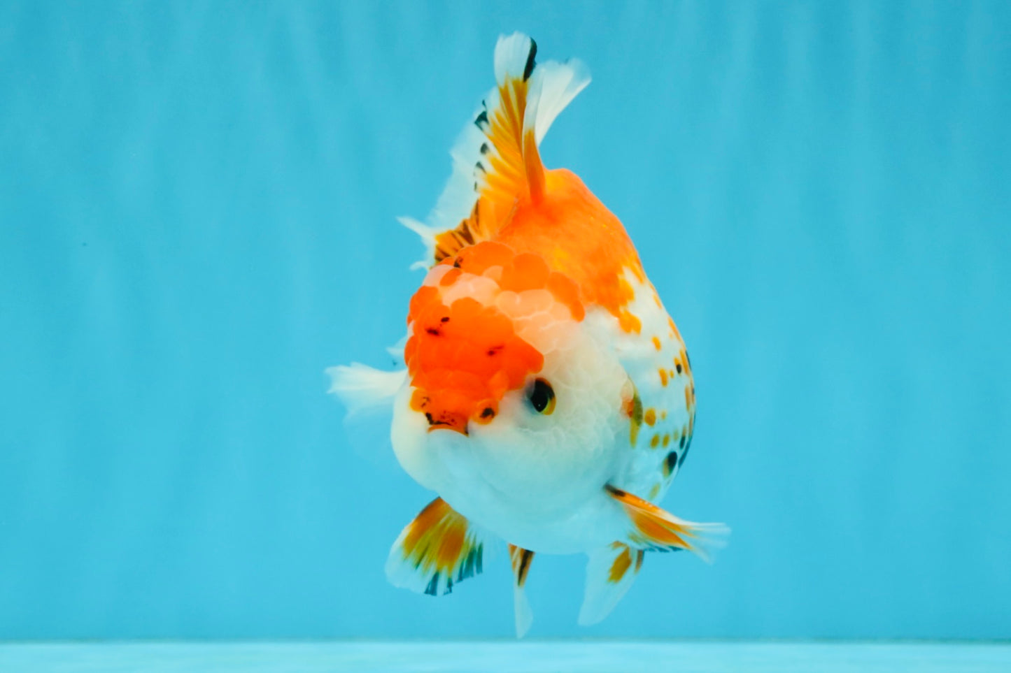 A Grade Red White Oranda Male 5.5-6 inches #040326OR_13