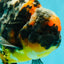 SPECIAL AAA Grade Special Kirin Oranda Male 7-7.5 inches #070326OR_04