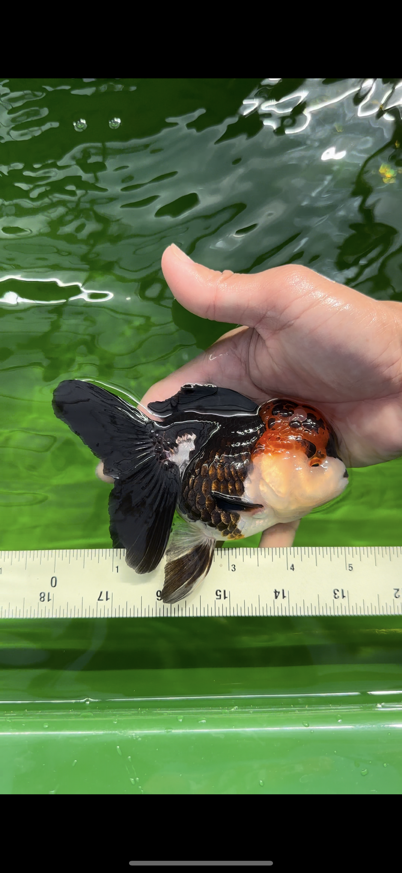 A Grade Ironman Tricolor Oranda Female 5  inches #0510OR_15