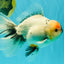 SPECIAL A Grade Red Head Marble Oranda Male 6.5-7 inches #082826OR_05