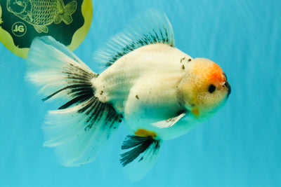 SPECIAL A Grade Red Head Marble Oranda Male 6.5-7 inches #082826OR_05