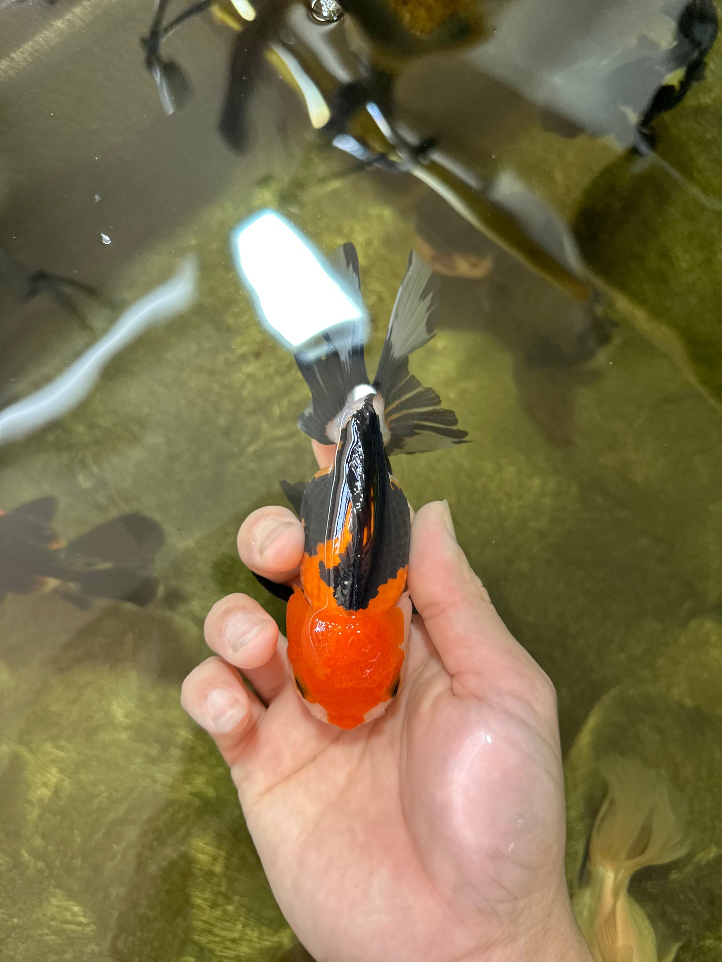 A Grade Tricolor Oranda Female 4.5-5 inches #050225OR_04