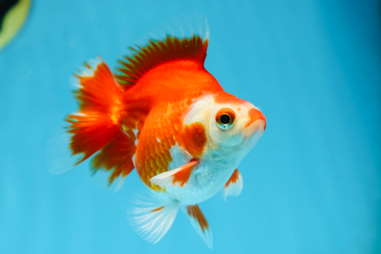 POCKET AAA Grade Small Red White Ryukin Female 3.5-4 inches #082225RK_26