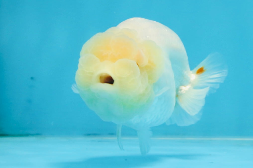 A Grade White LionQueen 4 inches #103125LC_26