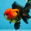 A Grade SUPER CUTE Apache Oranda Male 5.5 inches #072525OR_11