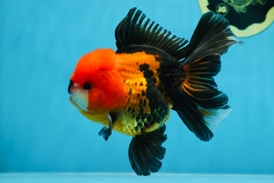 A Grade SUPER CUTE Apache Oranda Male 5.5 inches #072525OR_11