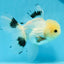 Panda macho de ojos de botón de grado A, oranda, 5 pulgadas, n.º 0920OR_25