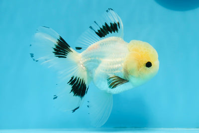 Panda macho de ojos de botón de grado A, oranda, 5 pulgadas, n.º 0920OR_25