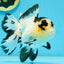 AAA Grade Panda Butterfly Oranda Female 5.5 inches #121324OR_14