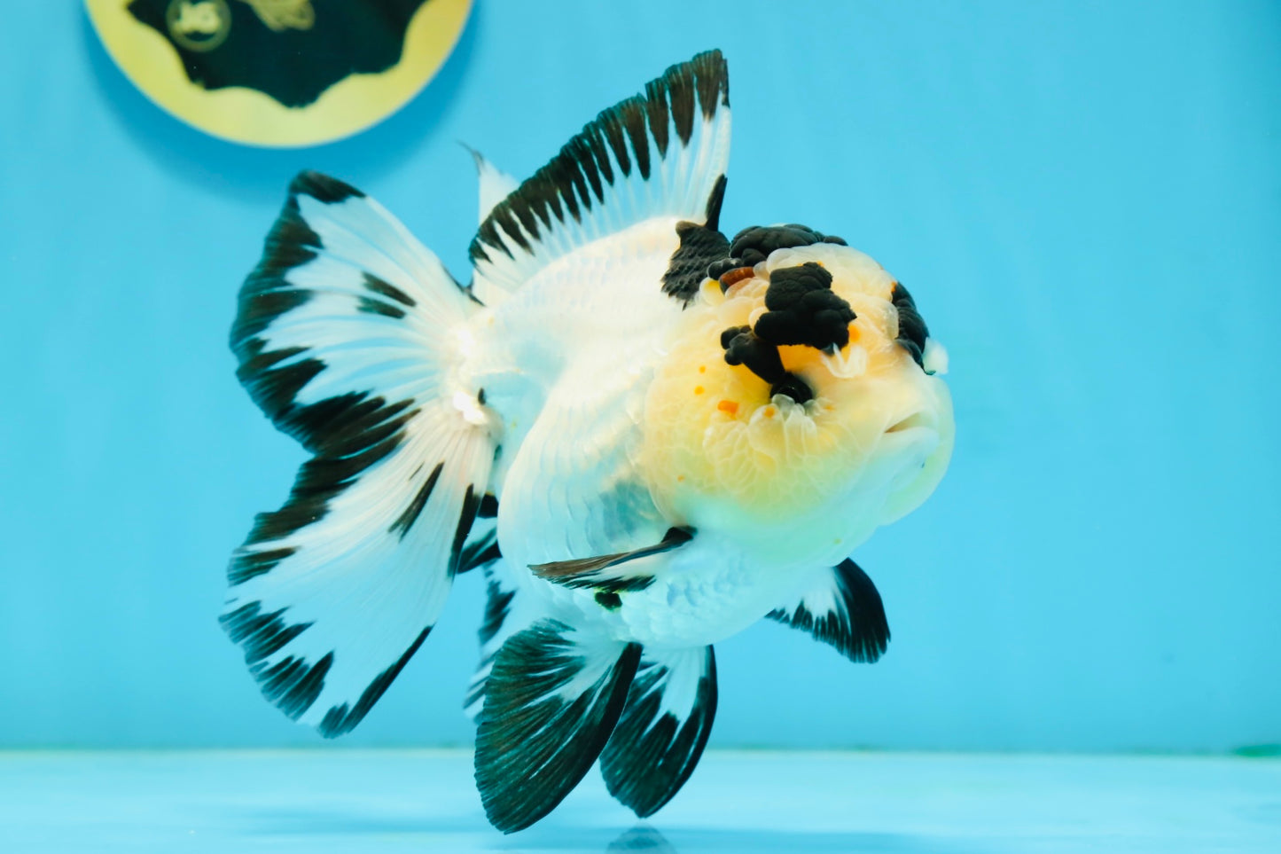 AAA Grade Panda Butterfly Oranda Female 5.5 inches #121324OR_14