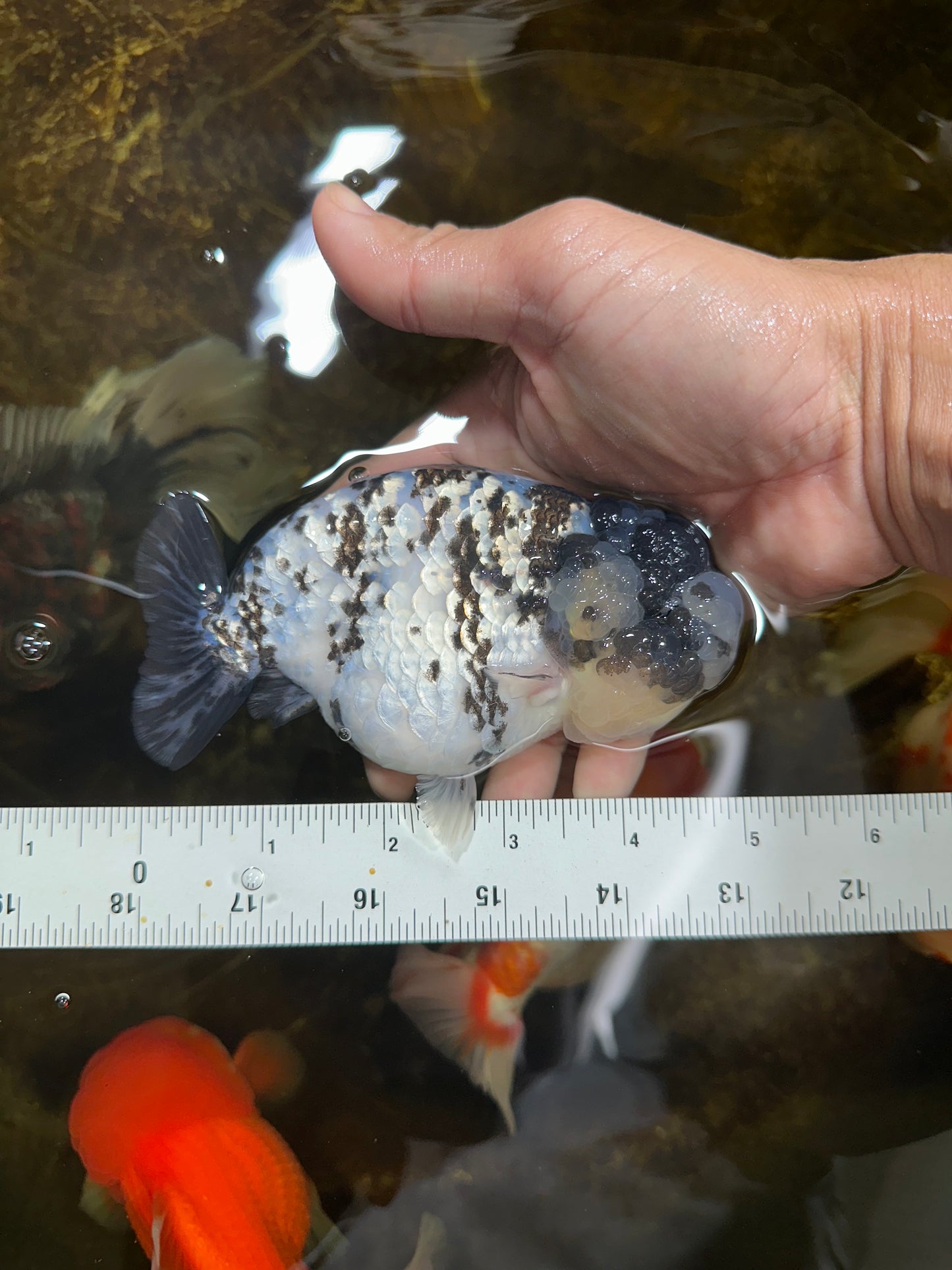 AAA Grade UNIQUE White Tiger LionQueen 4.5-5 inches #090525LC_03