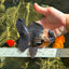 AAA Grade Tricolor Oranda Male 5 inches #050925OR_39